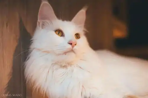  猫咖里庚子掠影