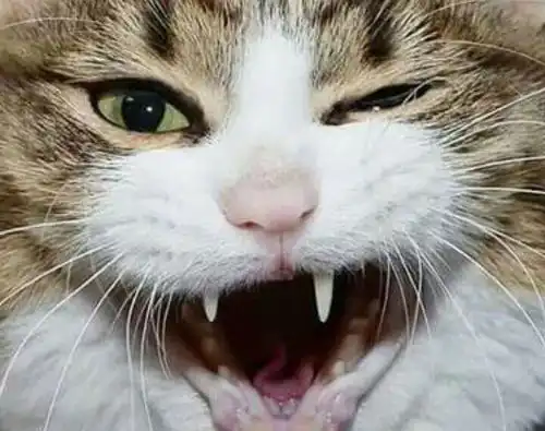 主人近距离拍下猫咪脸部特写,各种表情好可爱  主人近距离拍下猫咪脸部特写,各种表情好可爱