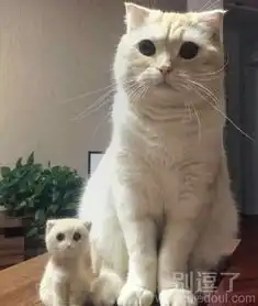 萌猫咪搞笑动态图片叫主