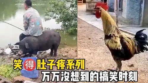  28.笑得肚子疼万万没想到的搞笑时刻,全是名场面,看一次笑
