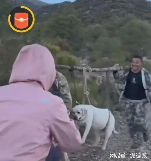  太搞笑,网友带过胖狗子爬山减肥,最后狗子被抬下山,狗子胖成猪