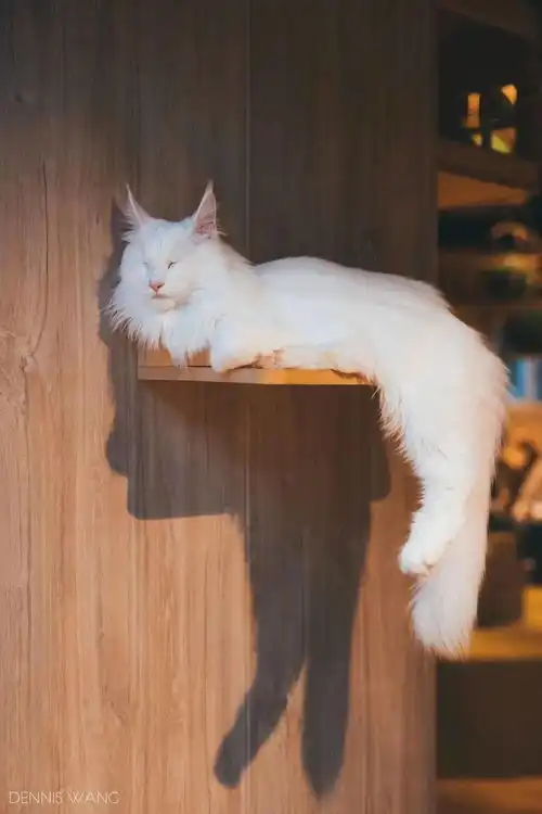  猫咖里庚子掠影