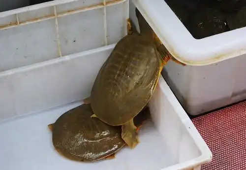  钓甲鱼的秘技野河中午抽王八太狠了切莫赶尽杀绝注意放生