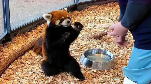 没你不行熊猫头表情包小