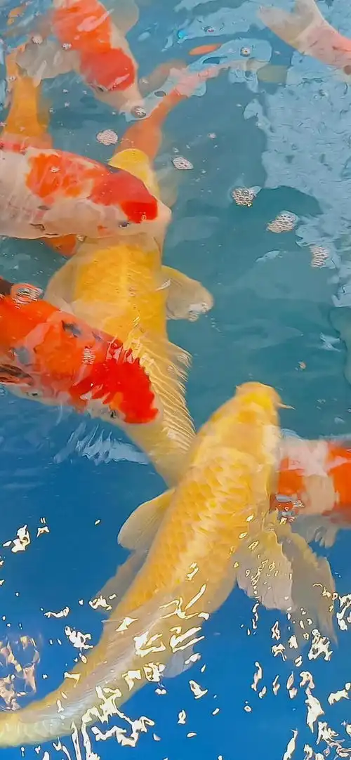  壁纸锦鲤锦鲤,好运连连