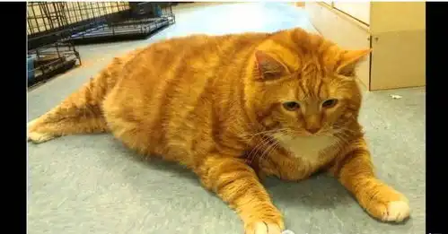  爆笑谁说只有橘猫才有肥胖基因明明什么颜色的猫都可以巨胖
