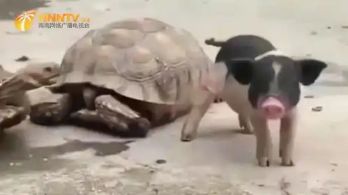  乌龟和香猪势不两立,打架方式实在太有趣了,镜头记录全过程
