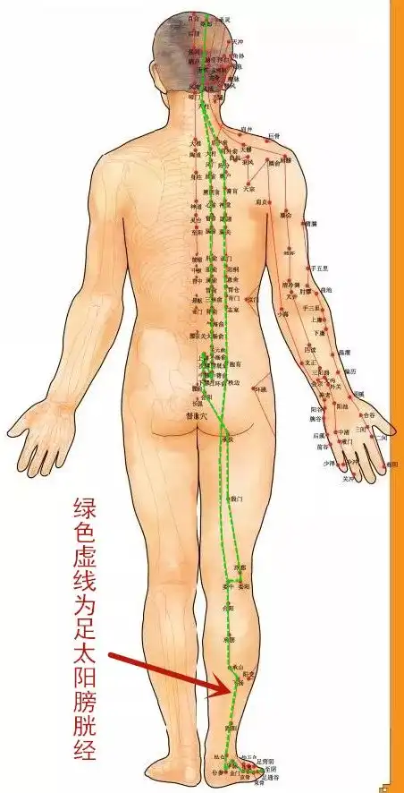  穴位知识十二经脉足太阳膀胱经之眉冲穴