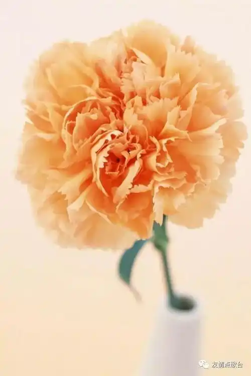 教师节唯美图片搞笑康乃