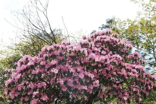 当峨眉山那棵最美杜鹃开花时,这座山更有仙气了 当峨眉山那棵最美杜鹃开花时,这座山更有仙气了