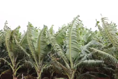 1.2亿网友向往的乡村生活,一组图带你走进当代桃花源 1.2亿网友向往的乡村生活,一组图带你走进当代桃花源