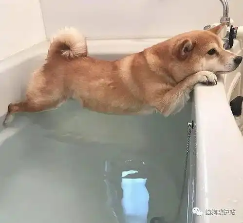  20张狗狗搞笑图片,赶快给劳资删了,我不要面子的啊