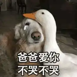  比心鸭子高清无水印图片分享