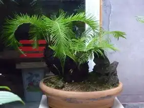 铁树开花图片搞笑真菌