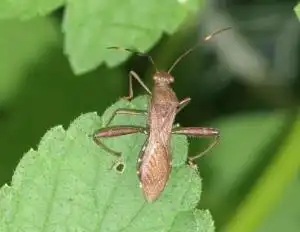  点蜂缘蝽