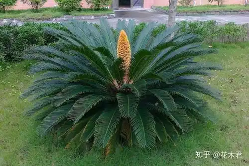  有刺植物的刺是如何起源和演变的有什么类型和效用