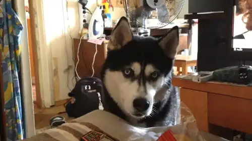  在催主人起床做饭吃萌宠狗日常搞笑视频狗狗狗狗狗狗宠物宠物狗哈士奇