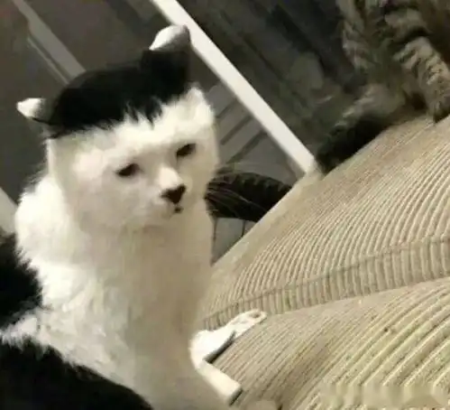  牛奶猫也有颜值下限当然有,有趣的花色全凭运气