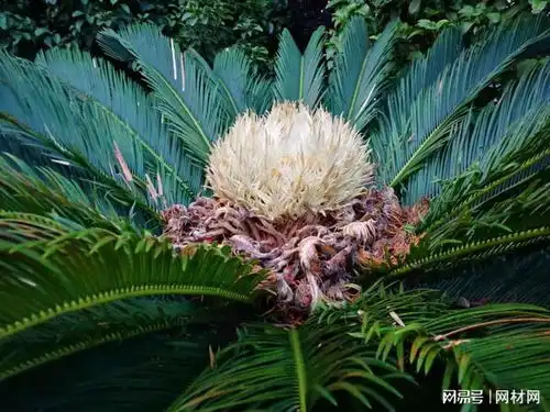 铁树开花图片搞笑铁树花