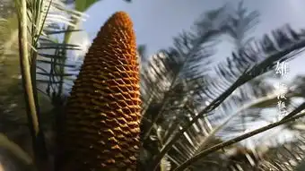  奇奇奇铁树开花算什么咱攀枝花的铁树还会下蛋