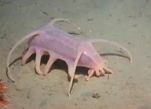  身怀毒素的海底萌物海猪