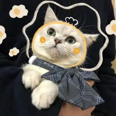 可爱猫咪情侣头像泡面加蛋烦情侣头像我要个性网  可爱猫咪情侣头像泡面加蛋烦情侣头像我要个性网