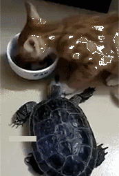  跟乌龟一起长大的猫,也太搞笑了吧