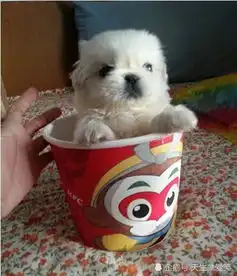  搞笑gif图据说这是德国人自己弄的东西,没想到严谨的德国人这么重口味