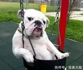  搞笑图片幽默段子笑话人不如狗系列,这是我见过的最悠闲的狗