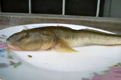  海鲶鱼最喜欢吃什么味型的食物海鲶鱼的觅食习性和垂钓方法