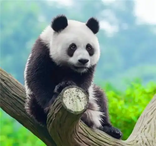 新中国第一个对外不平等条约,世界各国明知吃亏,为何也要抢着签