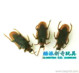 整人图片搞笑蟑螂