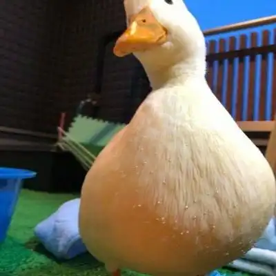 鸭子搞笑图片鸭子