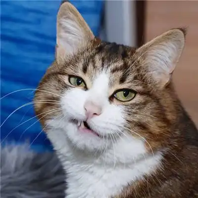 猫咪情侣头像一对两张有点搞笑的小猫咪  猫咪情侣头像一对两张有点搞笑的小猫咪