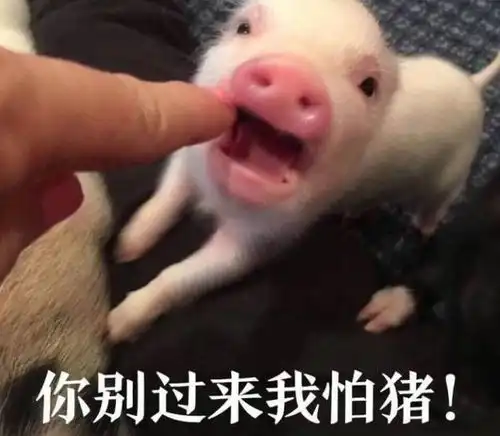 乖别怕表情包表情