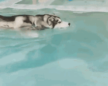 哈士奇动态图片搞笑gif