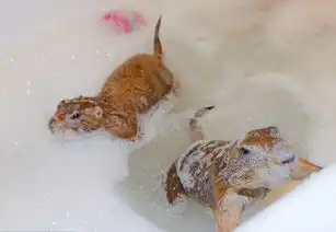  土拨鼠鸭子和狗狗成好友组友爱萌宠家庭
