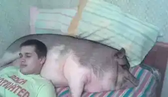  朋友国外买了一只宠物猪,半年后我去他家玩,猪都出栏了