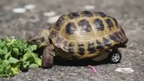  残疾乌龟被装上轮子后,跑起来速度如闪电,成龟界博尔特