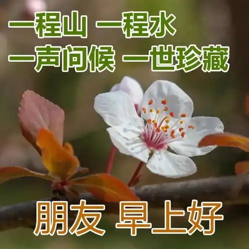  8张特别漂亮冬日风景早上好图片鲜花带字免打字聊天的早安问候动态鲜花图片