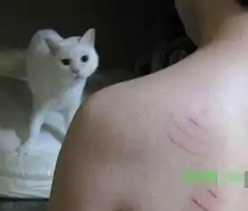  爆笑gif图男不养猫是有原因的,看这伤可怜人