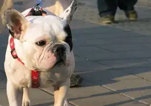  这是什么狗,早上撞到的,说要赔一千,懂狗说下