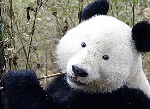  本以为把熊猫眼圈p掉够搞笑了,直到耳朵也p掉后,笑疯众网友