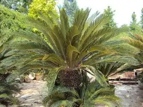 铁树花的功效与作用 铁树花的功效与作用