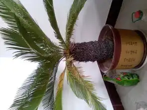 铁树有多少品种有图片吗 铁树有多少品种有图片吗