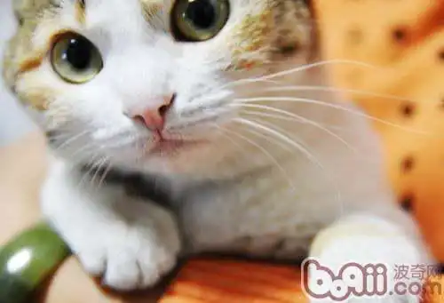  养猫的好处和坏处