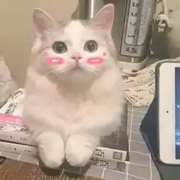 全天下最可爱的猫咪  全天下最可爱的猫咪