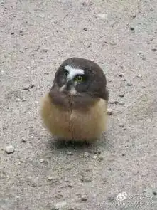 搞笑图片我想看你奶奶  搞笑图片我想看你奶奶