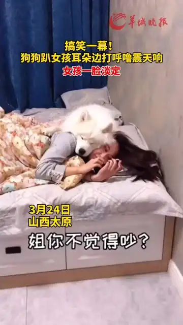 搞笑一幕狗狗趴女孩耳朵边打呼噜震天响,女孩一脸淡定  搞笑一幕狗狗趴女孩耳朵边打呼噜震天响,女孩一脸淡定