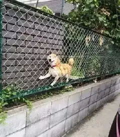 哈士奇犬搞笑图片汪星人